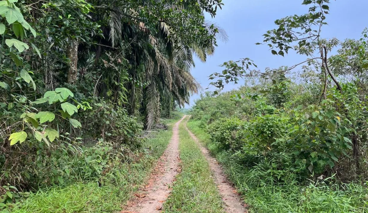 TANAH_PERTANIAN_4_EKAR_KAMPUNG_RAHMAT_SRI_LALANG_KLUANG_JOHOR_4