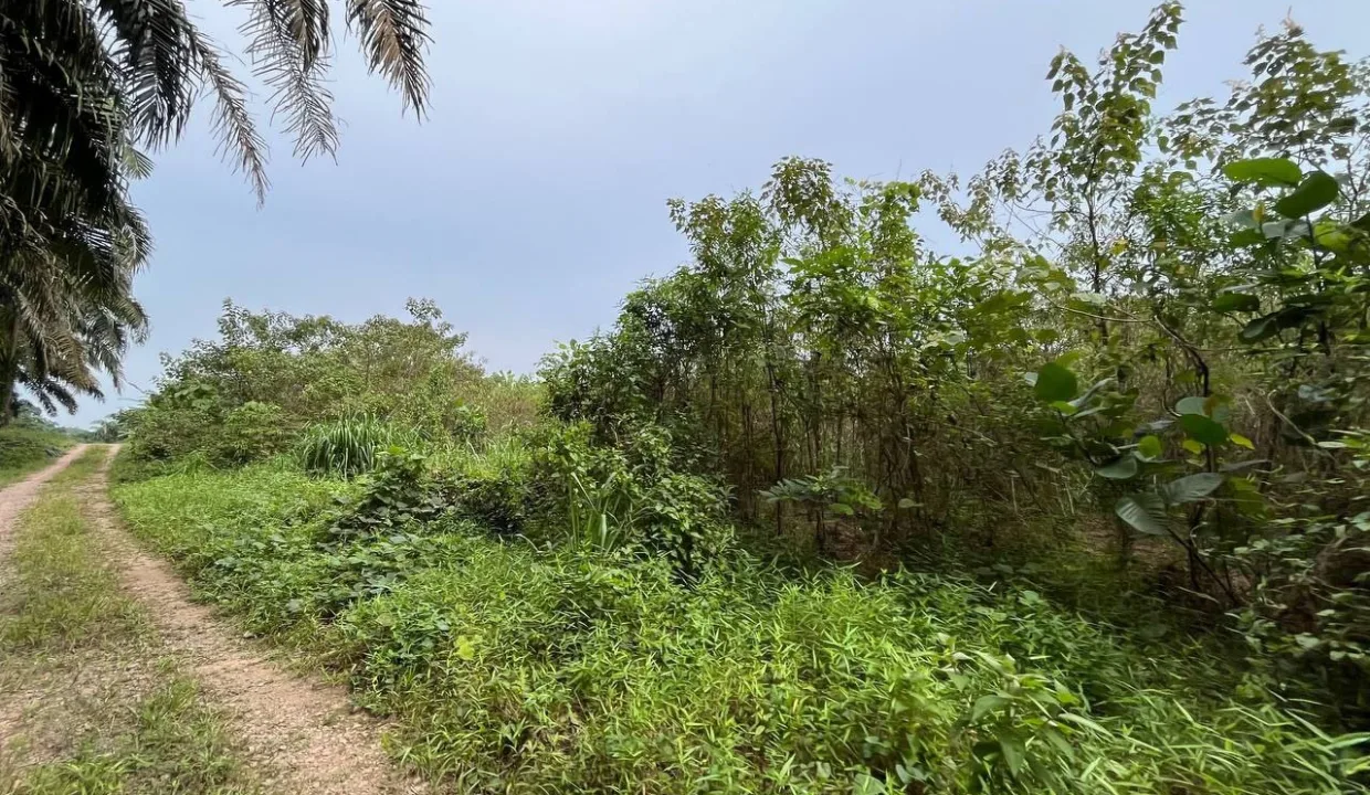 TANAH_PERTANIAN_4_EKAR_KAMPUNG_RAHMAT_SRI_LALANG_KLUANG_JOHOR_5