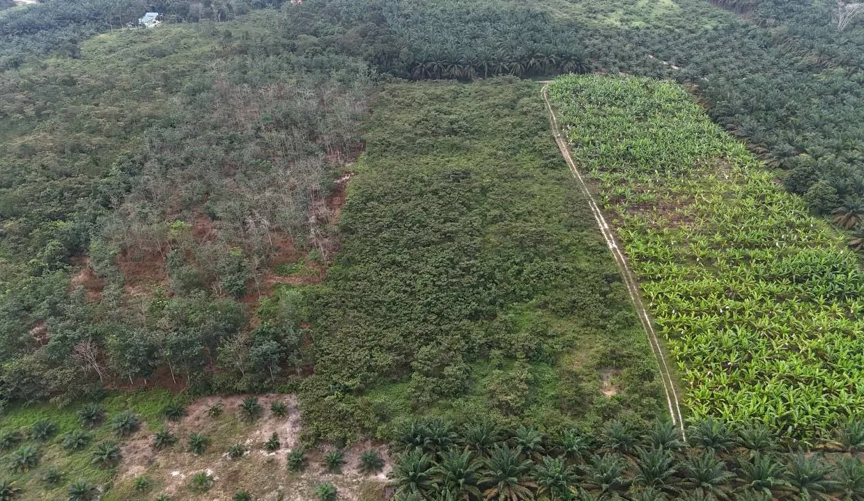 TANAH_PERTANIAN_4_EKAR_KAMPUNG_RAHMAT_SRI_LALANG_KLUANG_JOHOR_6